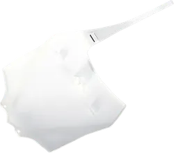 Acerbis White Front Number Plate