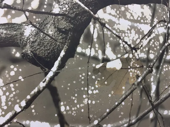 Hood 2017 Honda Pioneer 700 SXS700M2D Deluxe 3105 x