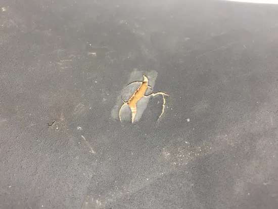 Front Seat Rider Driver Pad Cushion 2001 Triumph Speed Triple 3373 x