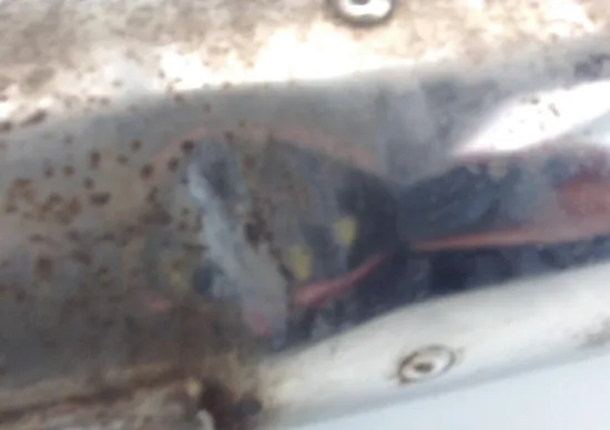 Muffler Can Exhaust Pipe 2003 Kawasaki Concours 1000 ZG1000A 1148 x